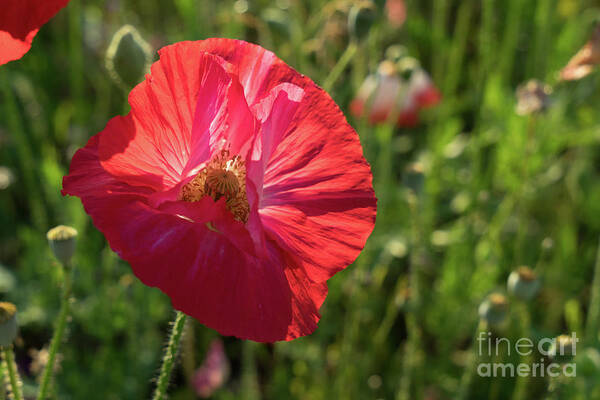Poppy Poster featuring the photograph Red poppy blossom by Adriana Mueller