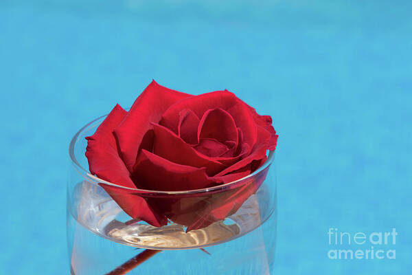 Red Rose Poster featuring the photograph Red rose and blue water by Adriana Mueller