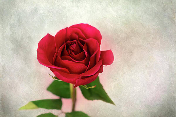 Red Rose Poster featuring the photograph Red Rose Single Stem Flower Picture by Gwen Gibson