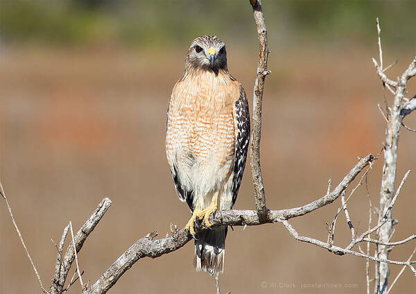 Red-shouldered Hawk Poster featuring the photograph Red-shouldered Hawk by Custom Aviation Art