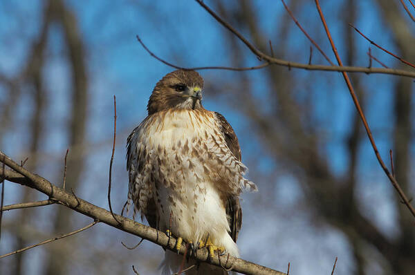Birds Poster featuring the photograph Red Tail Hawk Perched by Paul Ross