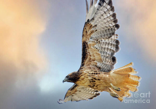 Bird Species Poster featuring the photograph Red-tailed Hawk by Steven Krull
