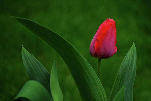 Flowers Poster featuring the photograph Red Tulip with Leaves by Nikolyn McDonald