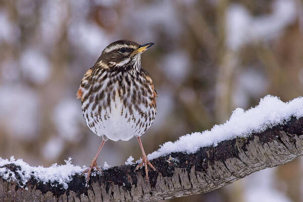 Redwing Poster featuring the photograph Redwing, Turdus iliacus, in winter by Tony Mills