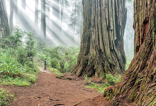 California Poster featuring the photograph Redwood Mystical Fog by Rudy Wilms