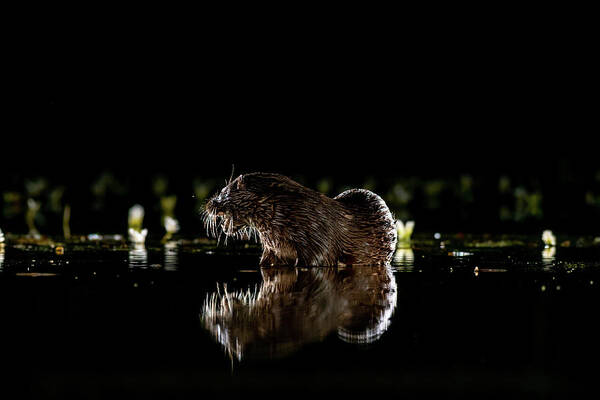 Animal Poster featuring the photograph Reflected Otter by Mark Hunter