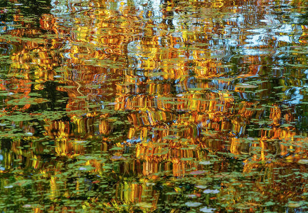 Bronx Botanical Gardens Poster featuring the photograph Reflected Ripples by Cate Franklyn