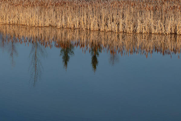 Reflections Poster featuring the photograph Reflections On A Wetland Lake by Karen Rispin