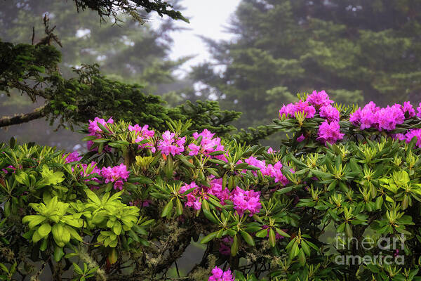 Rhododendron Poster featuring the photograph Rhododendrons in Bloom by Shelia Hunt