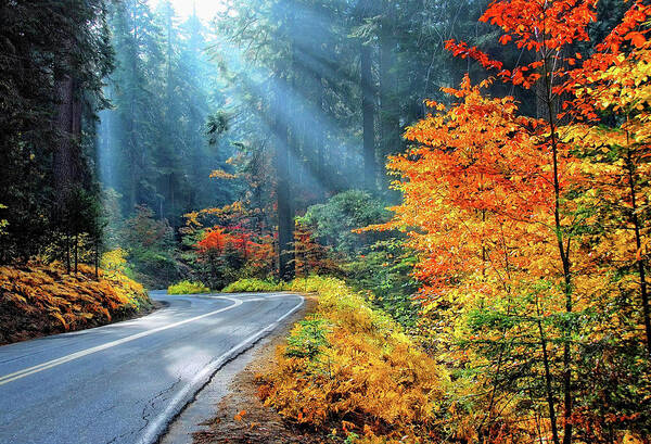 Sequoia National Park Poster featuring the photograph Road to Glory by Lynn Bauer