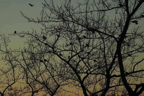 Dawn Poster featuring the photograph Robins at Dawn Gather and Fly February 21 2021 by Miriam A Kilmer