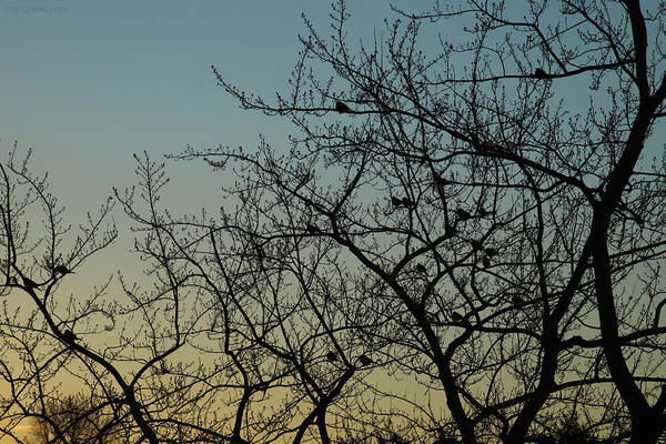 Sunrise Poster featuring the photograph Robins Roosting at Dawn January 24 2021 by Miriam A Kilmer