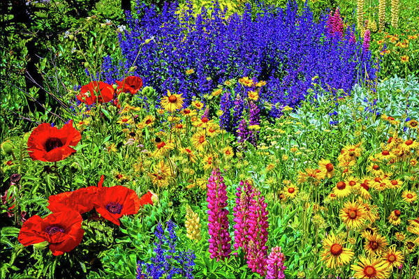 Crested Butte Poster featuring the photograph Rocky Mountain Garden by Lynn Bauer