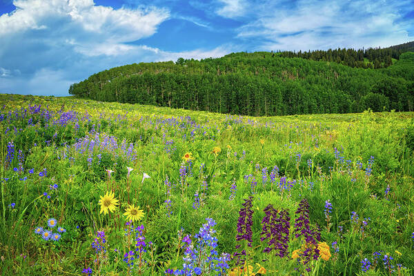 Colorado Wildflowers Poster featuring the photograph Rocky Mountain High by Lynn Bauer