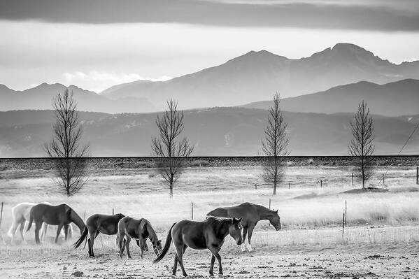 Rocky Mountains Poster featuring the photograph Rocky Mountain Horses - Black and White Colorado Landscape by Gregory Ballos