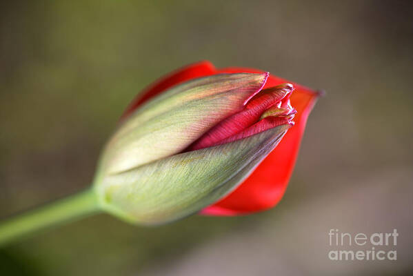 Tulip Poster featuring the photograph Romancing The Red Tulip Bud by Joy Watson