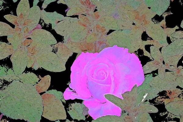 Floral Poster featuring the photograph Rose 97 by Pamela Cooper