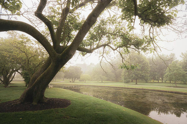 Allentown Poster featuring the photograph Rose Gardens Tree Over a Pond by Jason Fink