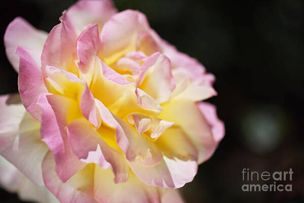 Abraham Darby Rose Flower Poster featuring the photograph Rose Glowing Pink and Golden by Joy Watson