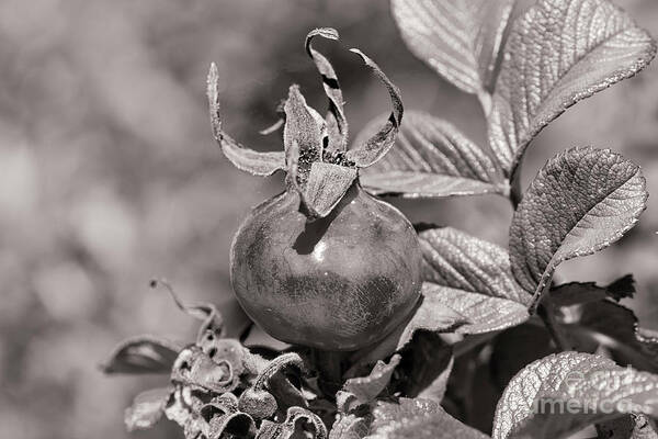Rose Hip Poster featuring the photograph Rose Hip by Linda Lees