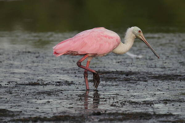 Roseate Spoonbill Poster featuring the photograph Roseate Spoonbill 13 by Mingming Jiang