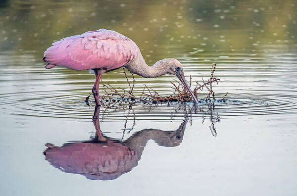 Roseate Spoonbill Poster featuring the photograph Roseate Spoonbill 2051-092920-2 by Tam Ryan