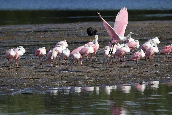Roseate Spoonbill Poster featuring the photograph Roseate Spoonbills Gather Together by Mingming Jiang