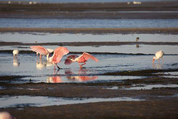 Roseate Spoonbill Poster featuring the photograph Roseate Spoonbill Chasing Each Other by Mingming Jiang