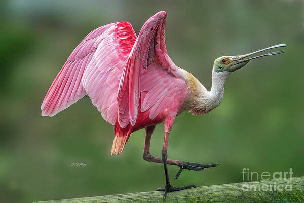 Birds Poster featuring the photograph Roseate Spoonbill Portrait by DB Hayes