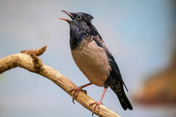Rosy Poster featuring the photograph Rosy Starling Bird On Branch by Artur Bogacki