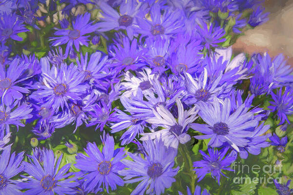Royal Poster featuring the photograph Royal Purple and White Dome Asters by Diana Mary Sharpton