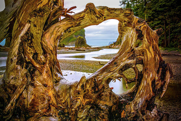 Ruby Beach Poster featuring the photograph Ruby Beach Driftwood 2007_003 by Greg Reed