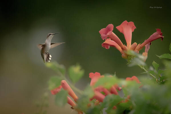 Hummingbird Poster featuring the photograph Ruby throated in flight by Tony DiStefano