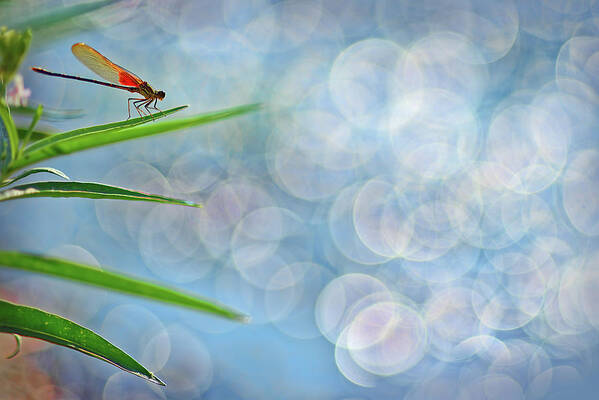 Bokeh Poster featuring the photograph Rubyspot by Robert Charity