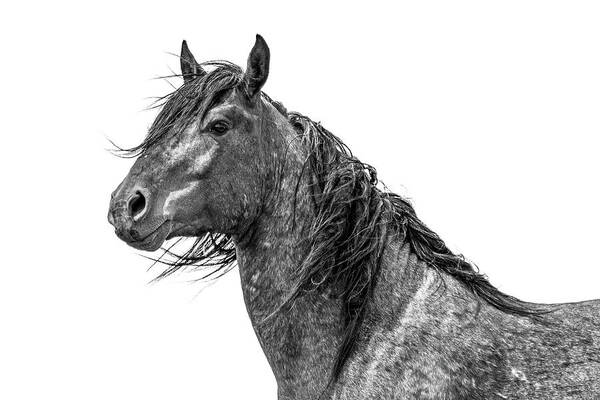 Wild Horses Poster featuring the photograph Rugged Good Looks by Mary Hone