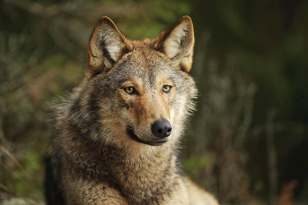 00582045 Poster featuring the photograph Russian Wolf by Sergey Gorshkov