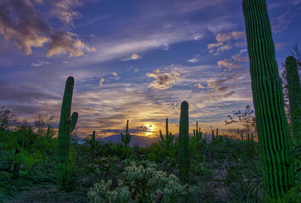 Esert Poster featuring the photograph Saguaro Cacti Silhouettes Against Vibrant Desert Sunset by Chris Anson