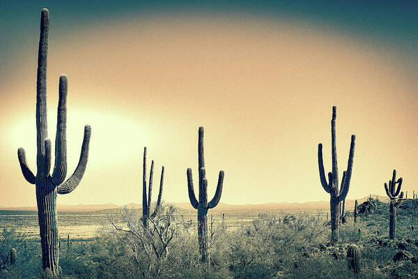 Saguaro Cacti Poster featuring the photograph Saguaro Landscape Split Tone by Jennifer Wright