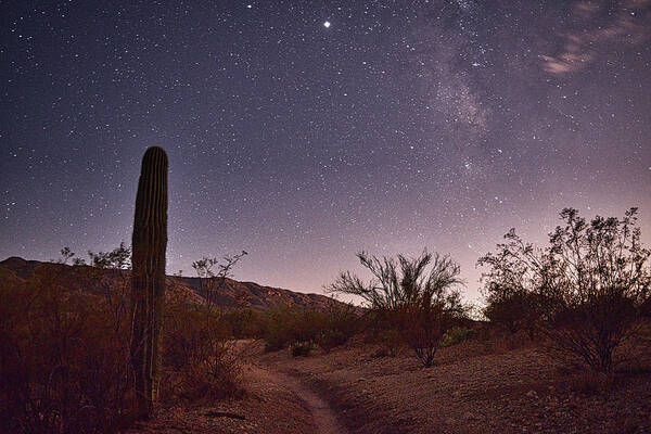 Stars Poster featuring the photograph Saguaro National Park Stars by Chance Kafka