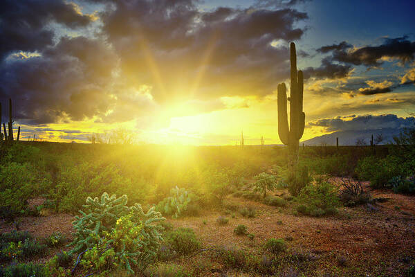 Sunset Poster featuring the photograph Saguaro National Park Sunset by Chance Kafka