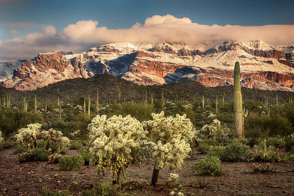 Arizona Snow Poster featuring the photograph Saguaro with snowy Mountains by Dave Dilli