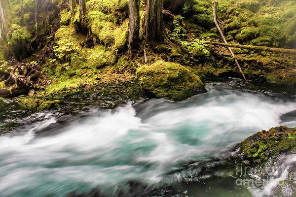 Water Poster featuring the photograph Sahalie Falls, McKenzie River by Janie Johnson