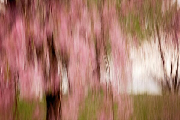 Abstract Poster featuring the photograph Sakura #2 by Yancho Sabev Art