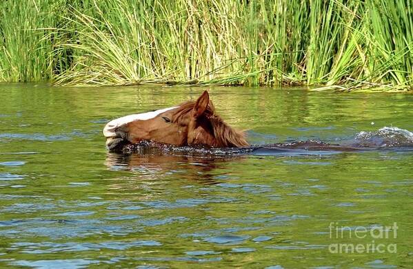 Salt River Wild Horse Poster featuring the digital art Salt River Wild Horse by Tammy Keyes