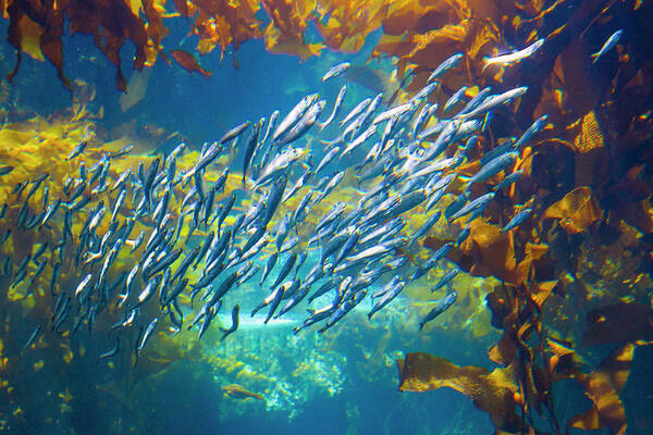Sardines Poster featuring the photograph Sardines and Anchovies in Kelp by Bonnie Follett