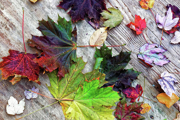 Scattered Autumn Leaves Poster featuring the photograph Scattered Autumn Leaves by Doolittle Photography and Art