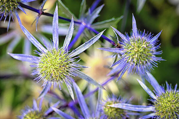 Eryngium Poster featuring the photograph Sea Holly by Steven Nelson