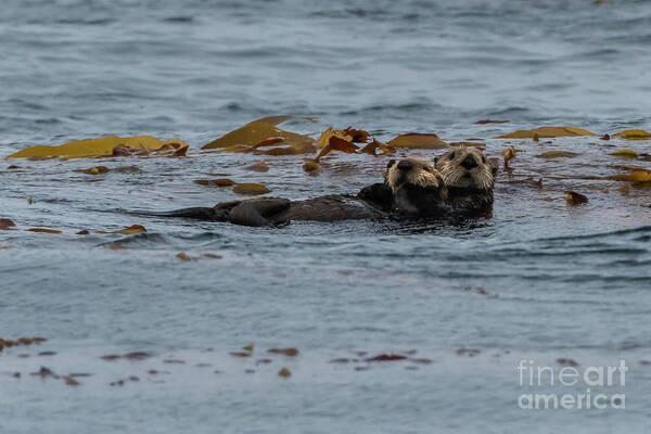 Animal Poster featuring the photograph Sea Otter Mother and Pup in Kelp by Nancy Gleason