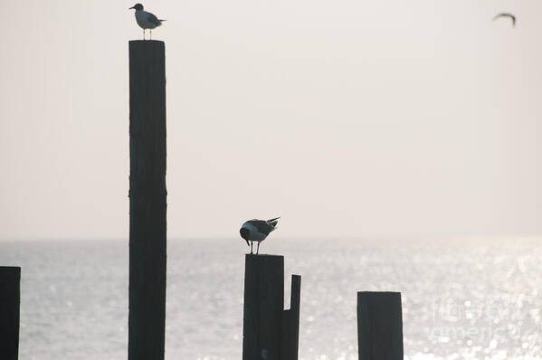 Beach Poster featuring the photograph Seagull 5 by Andrea Anderegg