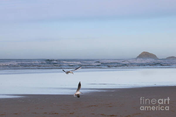 Ligger Point Poster featuring the photograph Seagulls at Perranporth Beach by Terri Waters